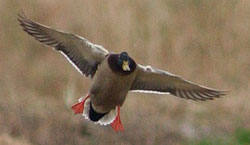 photo of mallard duck landing